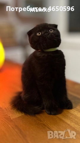 Британски котета 