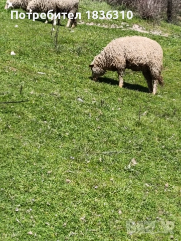 Агне 37кг, снимка 4 - Овце - 54157529