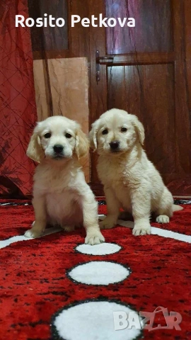 чистокръвни Голдън ретривъри