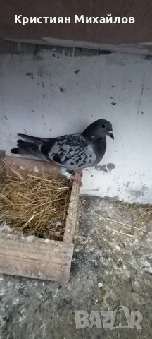 Пощенски гълъб, снимка 2 - Гълъби - 54017250