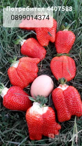 Расзад ягоди и малини , снимка 14 - Разсади - 49488622