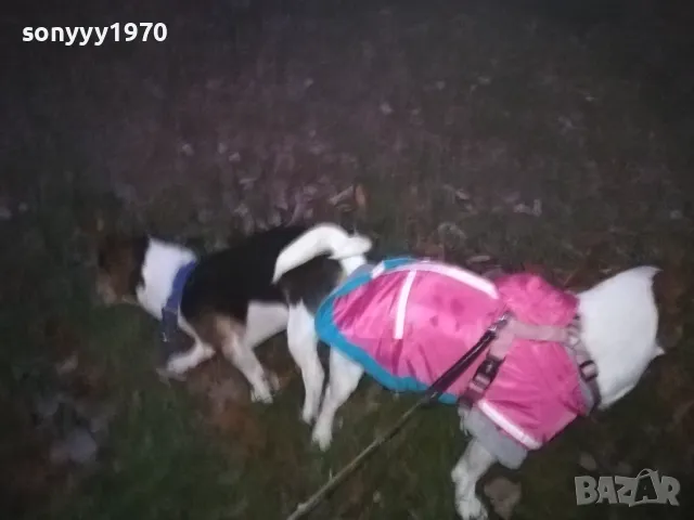 джак и новата му любов сара 2812241805, снимка 11 - Джак ръсел териер - 48482381