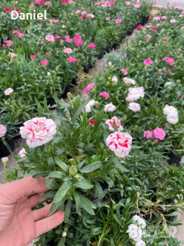 Карамфил и циклама, снимка 4 - Градински цветя и растения - 53939795