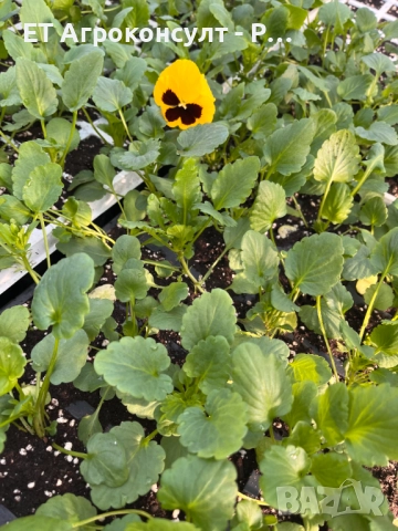 Разсад Теменужки различни цветове