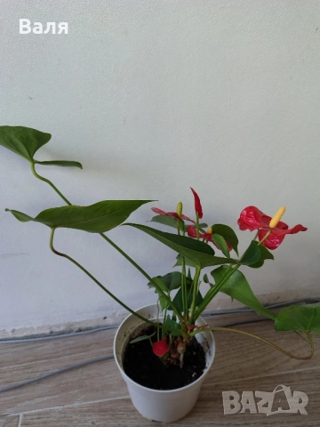 Антуриум цветето на любовта , снимка 2 - Стайни растения - 49467176