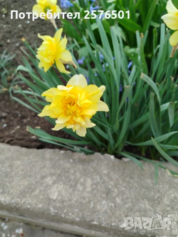 Продавам различни сортове нарциси и коледници, снимка 2 - Сортови семена и луковици - 54037499