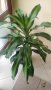 Палма, снимка 1 - Стайни растения - 42832350