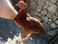 Продавам млади петлета, снимка 1