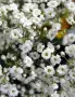 Гипсофила, снимка 2