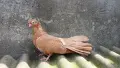 Добрички месни гълъби, снимка 3