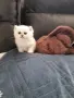 ТОП КОТЕНЦА НА ТОП ЦЕНА, снимка 9