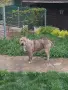 Американско Були ХЛ, снимка 2