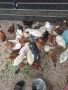 селски пилета , снимка 3
