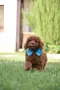 Той пудел Toy poodle, снимка 6