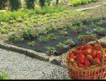 Найлон за ягоди, снимка 1 - Градински цветя и растения - 30315545