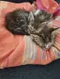 ПОДАРЯВАМ 2 КОТЕТА на 3месеца, снимка 7