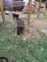Продавам кученца Кане Корсо , снимка 7