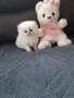 МНОГО,МНОГО СЛАДИЧКО БЕБЕНЦЕ, снимка 5
