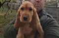 Кокер Шпаньол,, , снимка 7