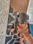 Топ Американско були покет American bully , снимка 2