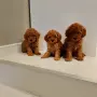 Мини Пуделчета*, снимка 4
