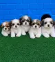 Ши Тцу Shih Tzuu, снимка 1