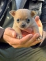 Бебета чихупинчери , снимка 3