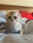 Шотландски котета , снимка 8