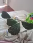 Продавам хоя кери сплаш , снимка 3