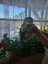 Златна клепоуха Британска чинчила, снимка 1