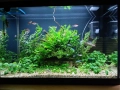 Напълно оборудван и работещ аквариум , снимка 11