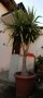 15г палма Юка височина 2. 80 м, снимка 4