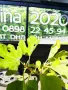  Смокиня  / Разсад Студоустойчиви - Налични 8 сорта, снимка 12