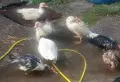 продавам гъски и неми патици, снимка 2