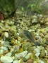 Сомче коридорас, зелен коридорас, brochis splendens, снимка 8