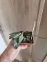 Хоя Flagelata splash, снимка 3