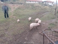 Прасета за угояване и банкети, снимка 4