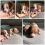 Дакел пиебалд piebald dachshund , снимка 4