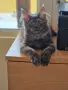 котенца Мейн Куун, снимка 3