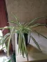Хлорофитум /зелена лилия/, снимка 4