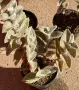 Сукулент Tradescantia sillamontana растение , снимка 4