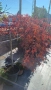 Японски клен Acer, снимка 7