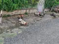 Катунски петли за разплод или клане, снимка 6