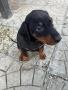 Продавам доберманчета, снимка 3