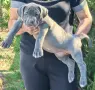 Американско Були Хл/American Bully XL , снимка 1