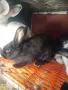 Зайци домашни различни видове, снимка 3