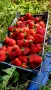 Разсад ягоди , снимка 4