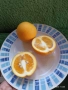 портокал "Валенсия", снимка 7