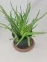 Алое барбаденсис-разсад, снимка 2