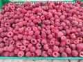 продавам разсад малини , снимка 5
